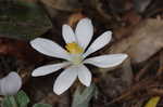 Bloodroot